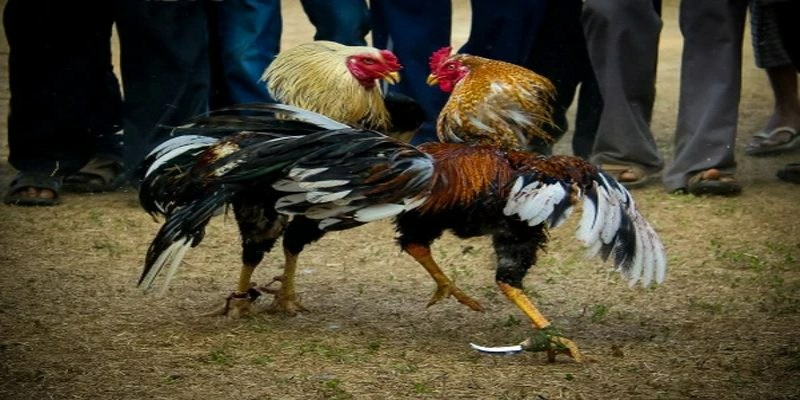Chọi gà truyền thống kiểu Thái Lan được ưa chuộng rộng rãi