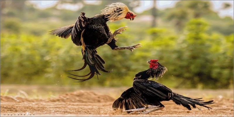 Màu mạng nâu (Thổ) thường được sư kê ưa chuộng